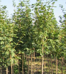 Клен остролистный (Acer platanoides)