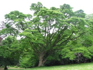 Бархат амурский (Phellodendron amurense)