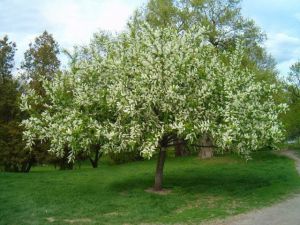 Черемуха виргинская (Prunus virginiana)