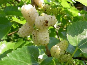 Шелковица белая (Morus alba)