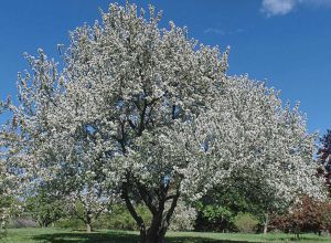 Яблоня ягодная (Malus baccata)