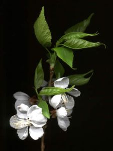 Абрикос манчжурский