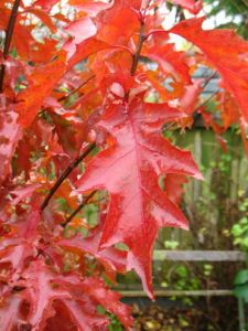 Дуб красный (Quercus rubra)