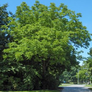 Орех черный (Juglans nigra)