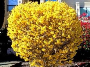 Форзиция яйцевидная(Forsythia ovata); 60-100(см); С7