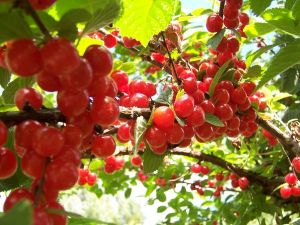 Вишня войлочная(Prunus tomentosa)