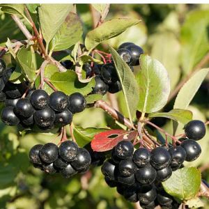 Арония черноплодная(Aronia melanocar)