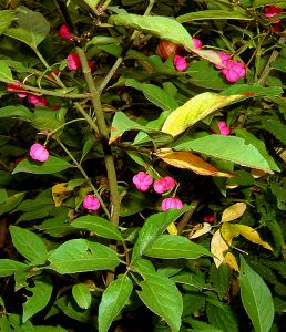 Бересклет европейский(Euonymus europaeus)