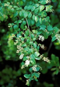 Бирючина обыкновенная(Ligustrum vulgare)