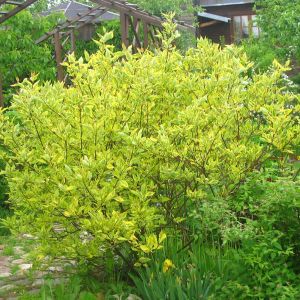 Дерен отпрысковый(Cornus stolonifera(sericea))