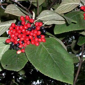 Калина гордовина (Viburnum lantana)