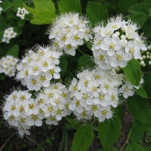 Пузыреплодник калинолистный(Physocarpus opulifolius); 80-120(см); C10