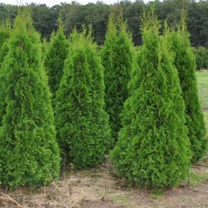 Туя Смарагд Экстра (Thuja occidentalis Smaragd Extra), ком