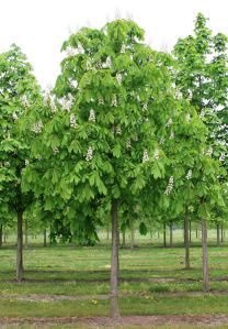 Каштан конский (Aesculus hippocastanum)