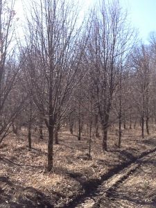 Липа мелколистная (Tilia cordata)