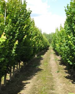 Липа мелколистная (Tilia cordata)