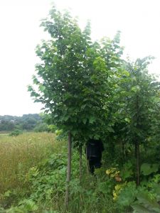 Липа мелколистная (Tilia cordata)