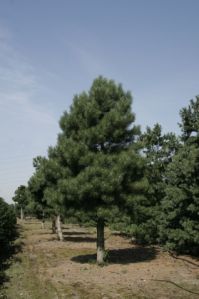Сосна черная (Pinus Nigra)