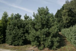 Сосна черная (Pinus Nigra)