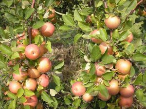 Мичуринские яблони