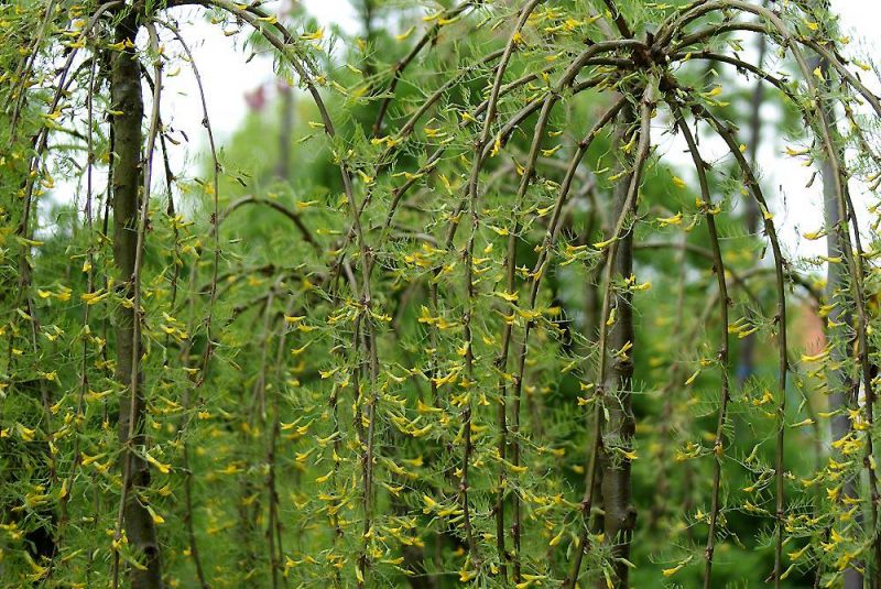 Карагана древовидная "Пендула"(Caragana arborescens 'Pendula')