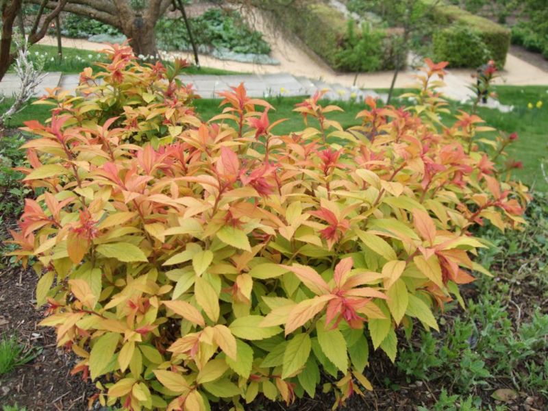 Спирея японская "Голдфлейм" (Spiraea japonica "Goldflame")