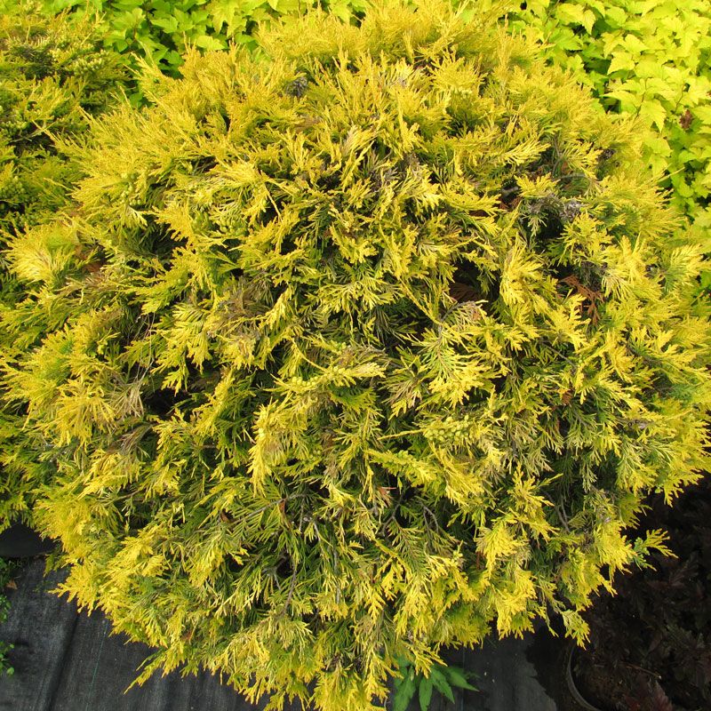 Туя западная Голден Глоуб Thuja ocidentalis Golden Globe