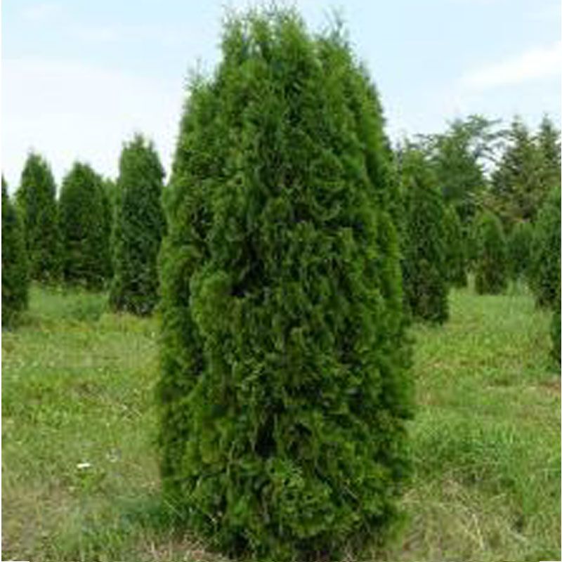 купить Туя западная Колумна Thuja occidentalis "Columna"