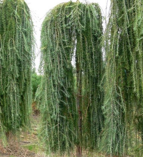 Larix kaempferi stiff weeper