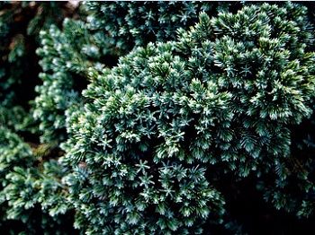 Можжевельник чешуйчатый Блю Стар (Juniperus squamata "Blue Star")