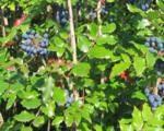 Магония падуболистная(Mahonia aquifolium); 40-60(см); С5