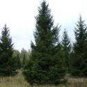 Ель обыкновенная (Picea abies)