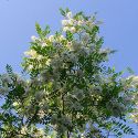 Акация белая (Robinia pseudoacacia)  « Высота (см): 150-250; Упаковка: ком; »