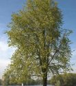 Вяз шершавый (Ulmus glabra)  « Высота (см): 150-250; Обх.ст. (см):  ; Упак.: ком; »