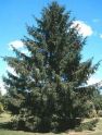 Eль oбыкновенная (Picea abies)  « Высота(см): 600-700; Упак.: Ком; »