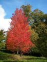 Клен красный  (Acer rubrum)