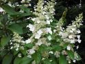 Гортензия метельчатая (Hydrangea paniculata 