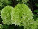 Гортензия метельчатая (Hydrangea paniculata 