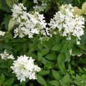 Гортензия метельчатая (Hydrangea paniculata 