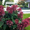 Гортензия метельчатая (Hydrangea paniculata "Wims Red")