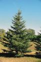 Ель Сизая Канадская(Picea canadensis )  « Высота(см): 400-500; Упак.: ком/сетка; »