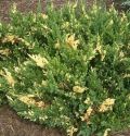 Можжевельник горизонтальный "Андорра Компакта Вариегата" (Juniperus horizontalis "Andorra Compacta Variegata")