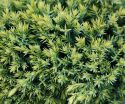 Можжевельник чешуйчатый Голд Тип (Juniperus squamata 
