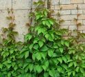 Партеноциссус пятилисточковый Мурорум (Parthenocissus quinquefolia var. murorum)