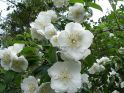 Чубушник волосистый (Philadelphus hirsutus 