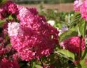 Гортензия метельчатая (Hydrangea paniculata "Fraise Melba")