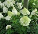 Гортензия метельчатая (Hydrangea paniculata 