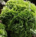 Туя западная "Литл Джем" (Thuja occidentalis "Little Gem")