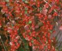 Кизильник крошечный (Cotoneaster perpusillus)