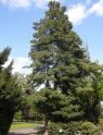 Сосна румелийская (Pinus peuce)